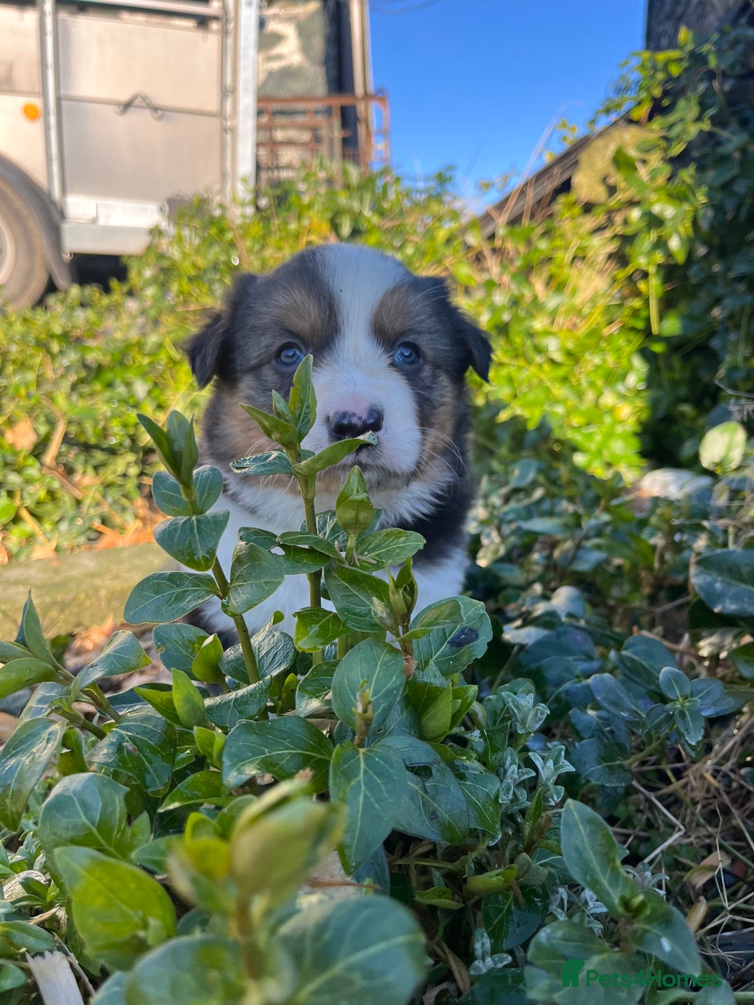 Border Collie dogs for sale: Stunning Tri Border Collie puppies for sale - Advert 3