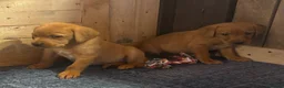 Labrador Retriever dogs for sale: Fox red Labrador  - Advert 10