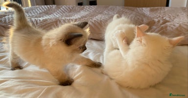 Ragdoll cats - Advert 6