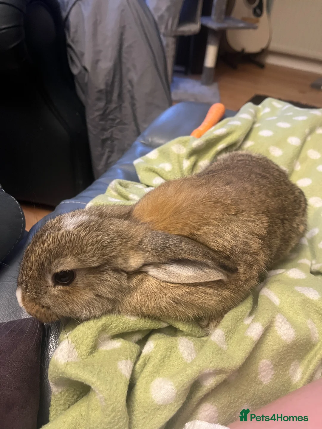 Mini Lop rabbits for sale: mini lop female rabbit  - Advert 2
