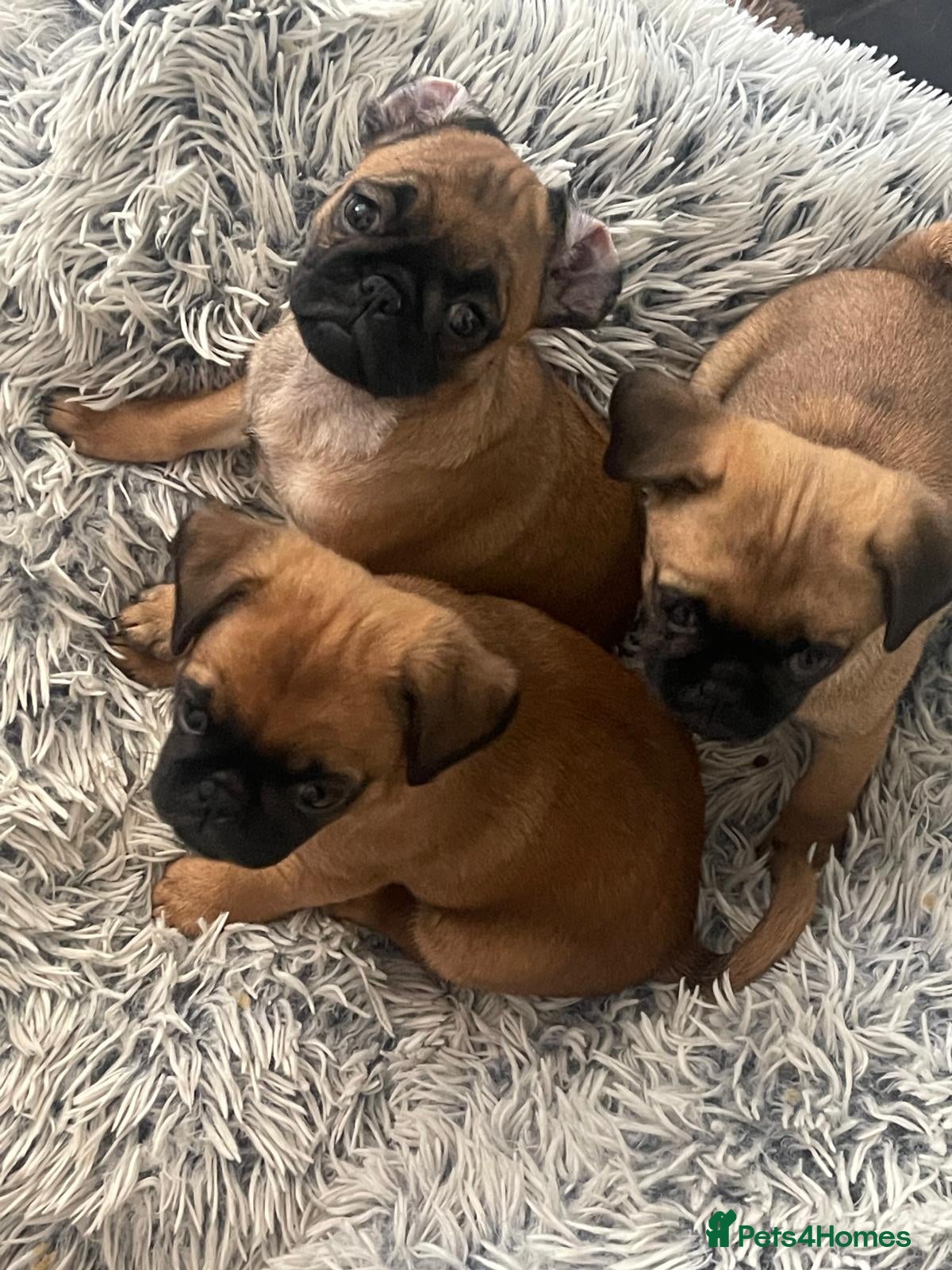 Mixed Breed dogs Puffin Puppies - Advert 1