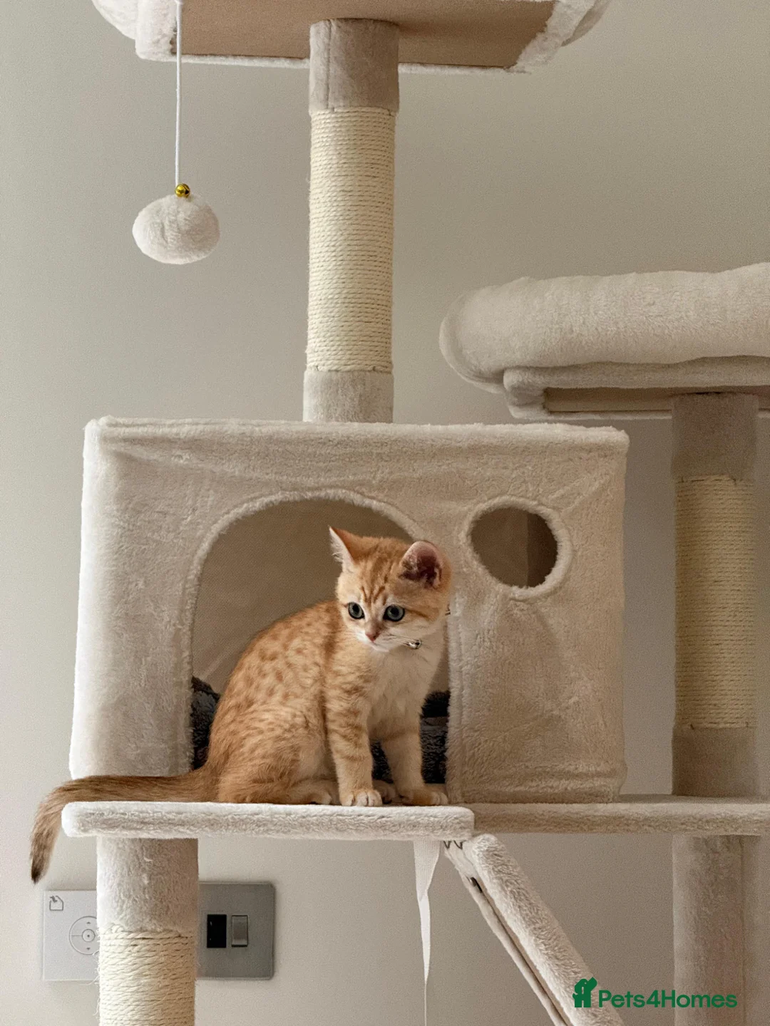 British Shorthair cats for sale: Golden tipped BSH female - Advert 1
