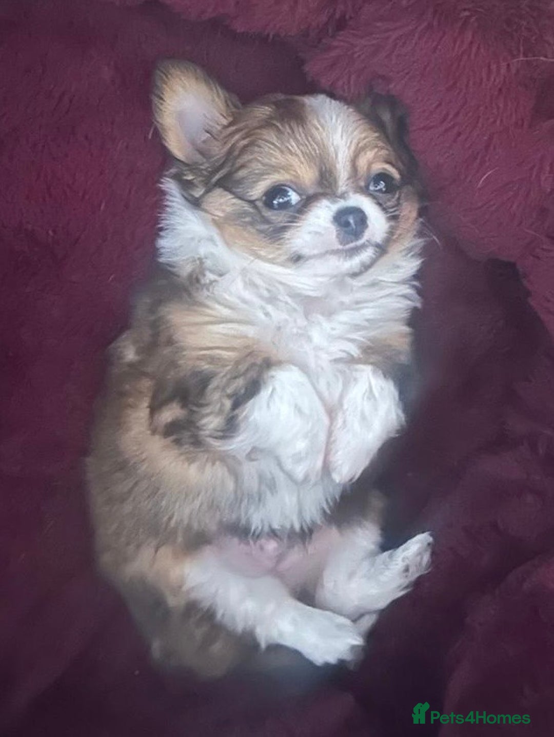 Chihuahua dogs for sale: 🌟Chihuahua Boy Ready for a Forever Loving Home🌟 - Advert 4