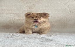 Chow Chow dogs for sale: Exotic colour chowsky puppies for sale  - Image 2
