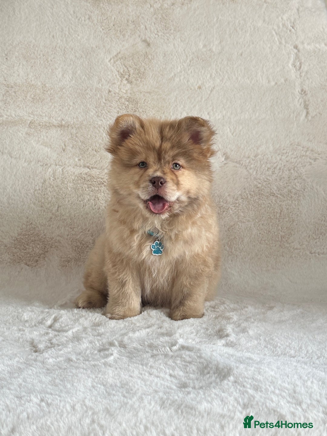 Chow Chow dogs for sale: Exotic colour chowsky puppies for sale  - Image 2