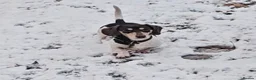 Miniature Dachshund dogs for stud: Kinder piebald miniature dachshund stud kc in Blackburn - Advert 30