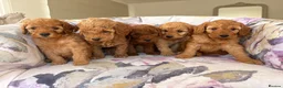 Labradoodle dogs for sale: LICENSED BREEDER F2b miniature labradoodles - Advert 16