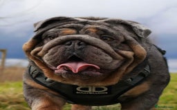 English Bulldog dogs for sale: Stunning litter of coloured Bulldogs home reared - Advert 22