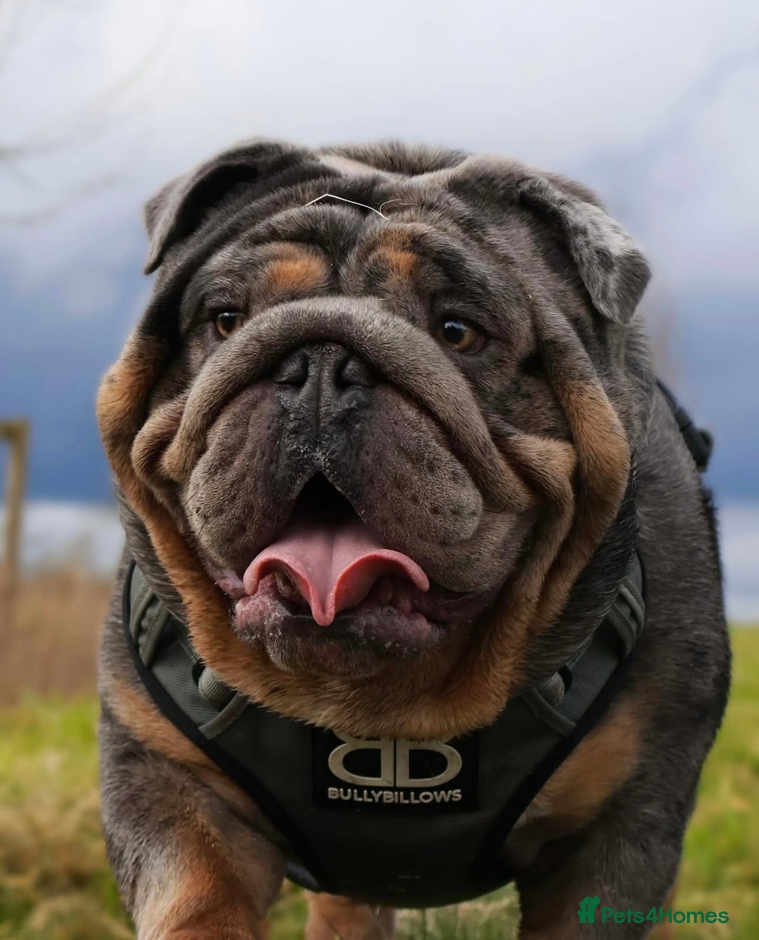 English Bulldog dogs for sale: Stunning litter of coloured Bulldogs home reared - Advert 22