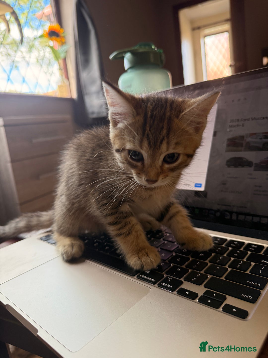 Mixed Breed cats for sale: Cute Kittens - Image 23