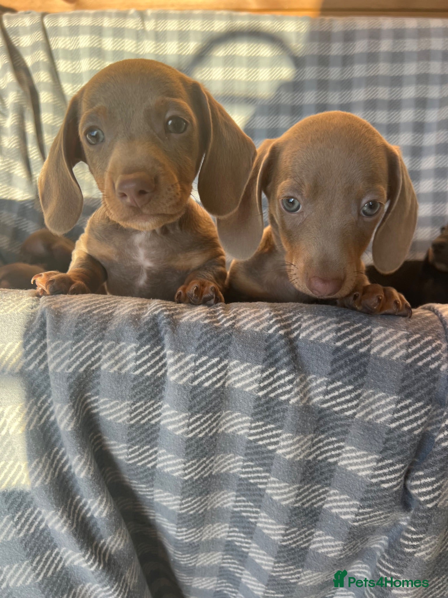 Dachshund dogs MINIATURE DACHSHUND PUPPIES  - Advert 2