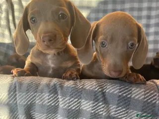 Dachshund dogs MINIATURE DACHSHUND PUPPIES - Advert 2