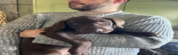 Labrador Retriever dogs for sale:  Gorgeous Female Pedigree Choccy Lab - 1 left! - Advert 19