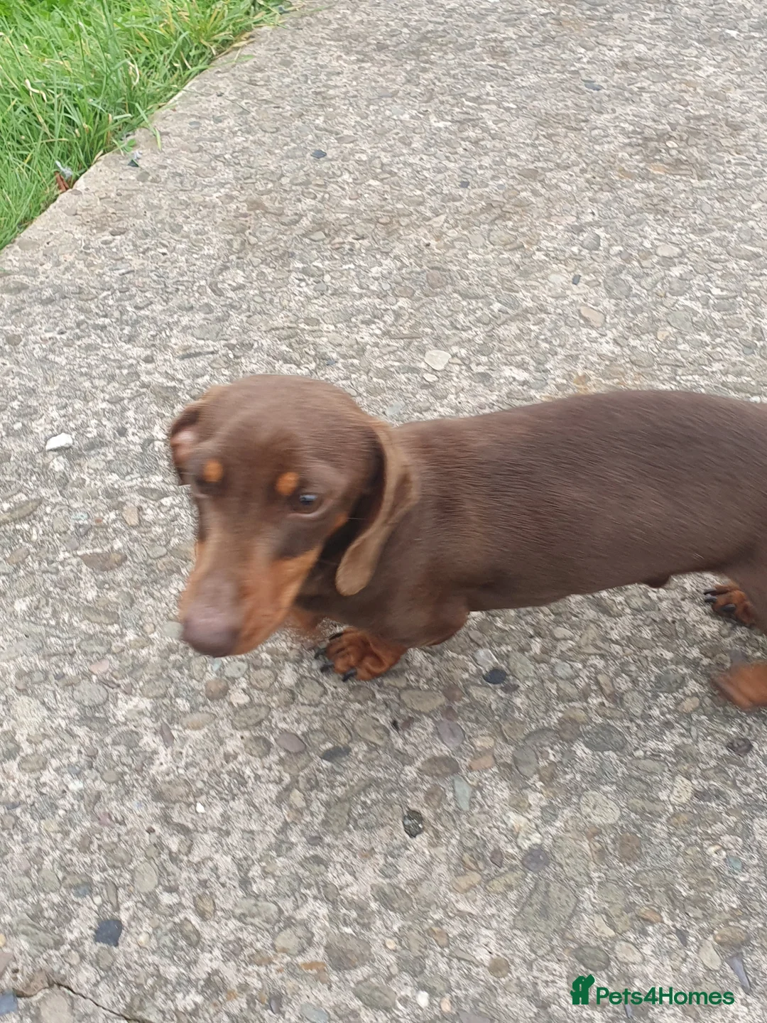 Miniature Dachshund dogs for stud: TINY KC REG HEREDITARY PRA CLEAR PROVEN in Pontefract - Advert 11