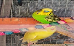 Budgerigars birds for sale: Budgies (Parakeets) for sale! - Image 2