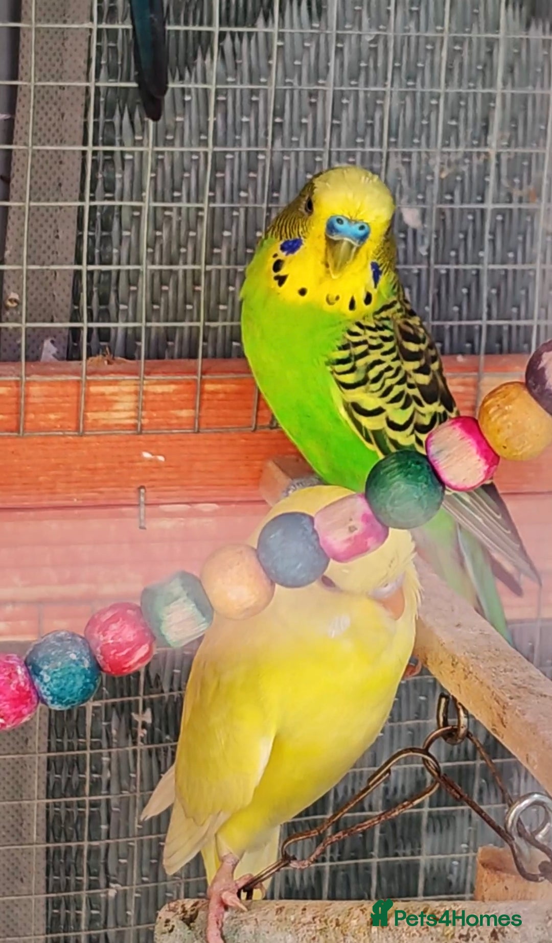Budgerigars birds for sale: Budgies (Parakeets) for sale! - Image 2
