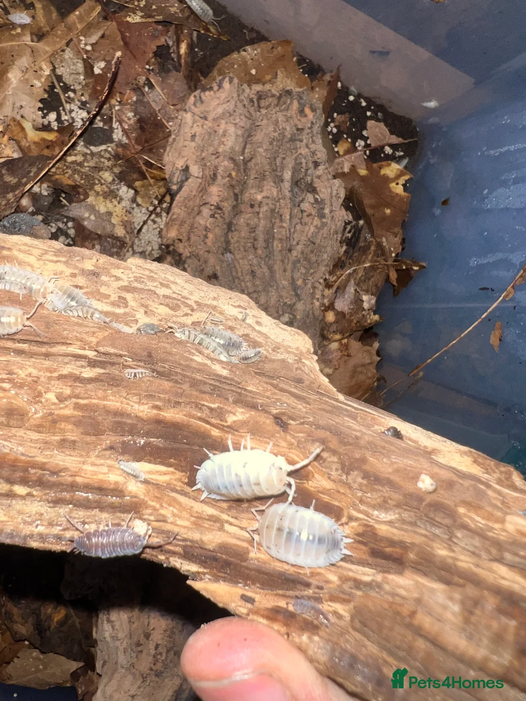 Frog reptiles for sale: Snow White Isopods (Porcellio Laevis) - Advert 2
