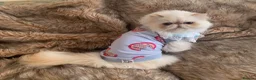 Persian cats for sale: Beautiful Persian Adult  - Advert 2