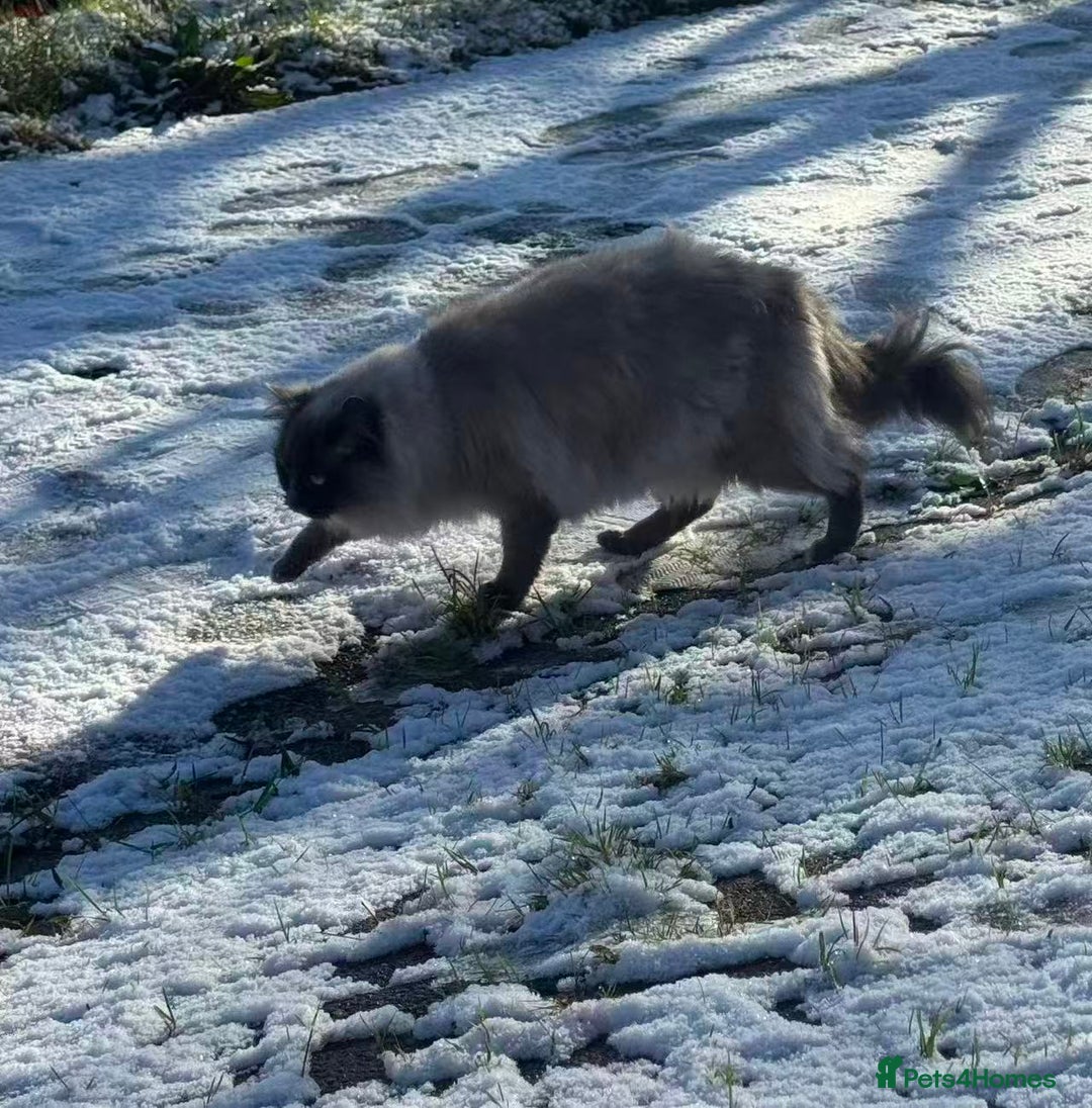 Ragdoll cats for sale: Active female pure Ragdoll - Advert 7