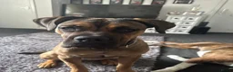 Mixed Breed dogs for sale: Bullmastiff cross - Advert 5