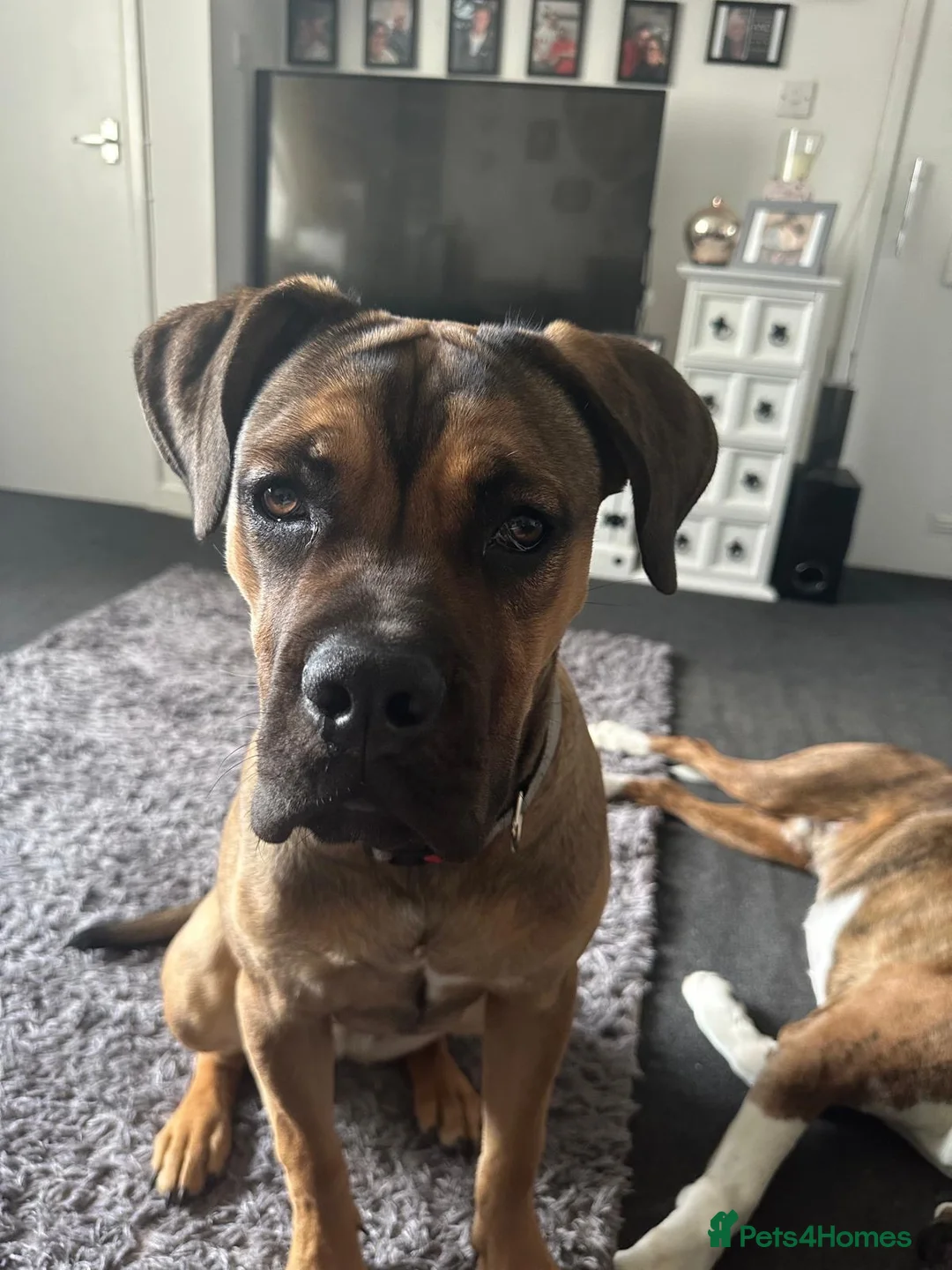 Mixed Breed dogs for sale: Bullmastiff cross - Advert 5