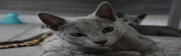 Russian Blue cats for sale: Beautiful Russian Blue Kittens – Ready Now in Amersham - Advert 11