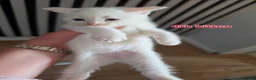 Mixed Breed cats for sale: 3 boys + 3 girls white kitten for sale - Advert 18