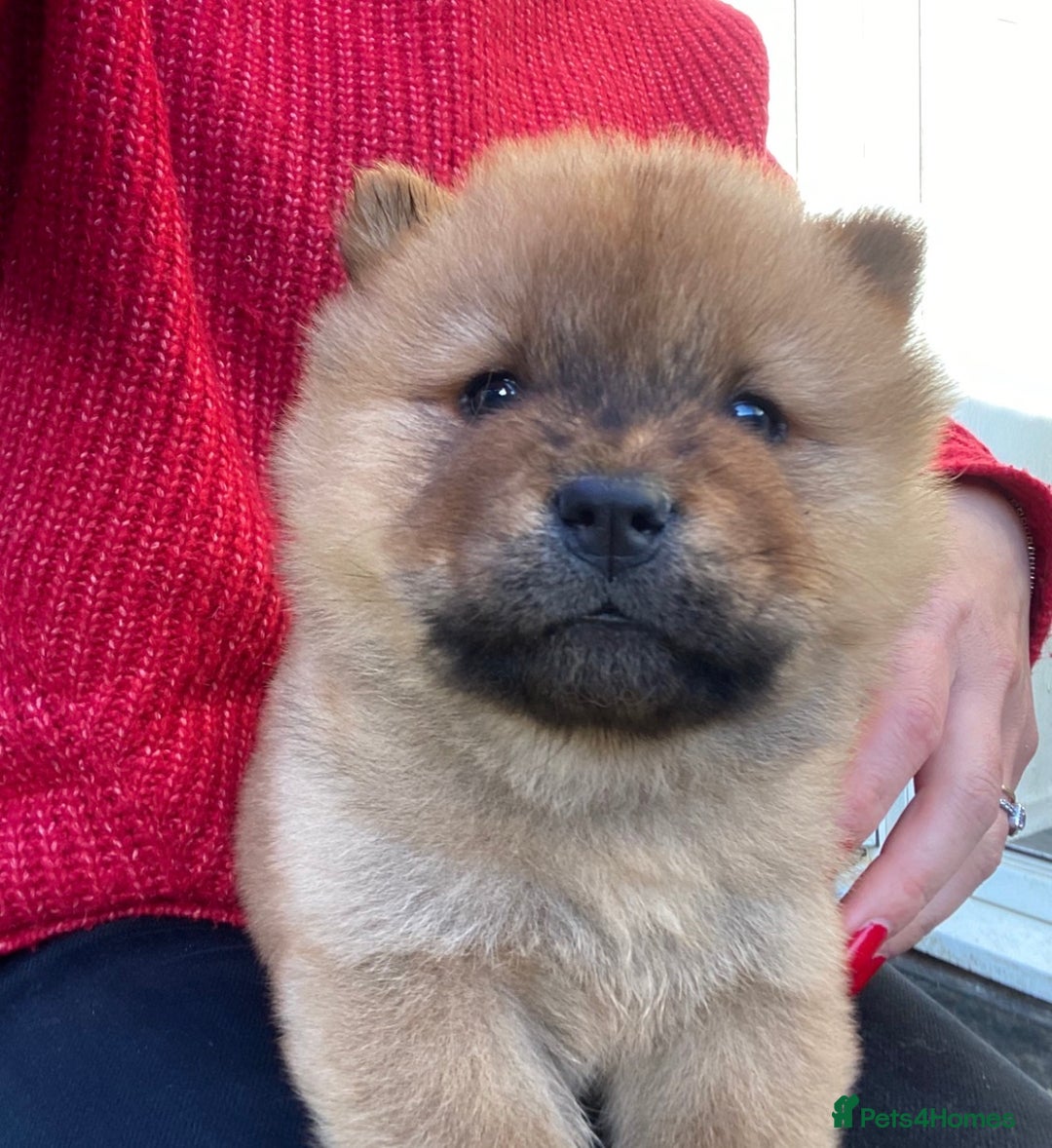 Chow Chow dogs for sale: Chow chow puppies  - Advert 12