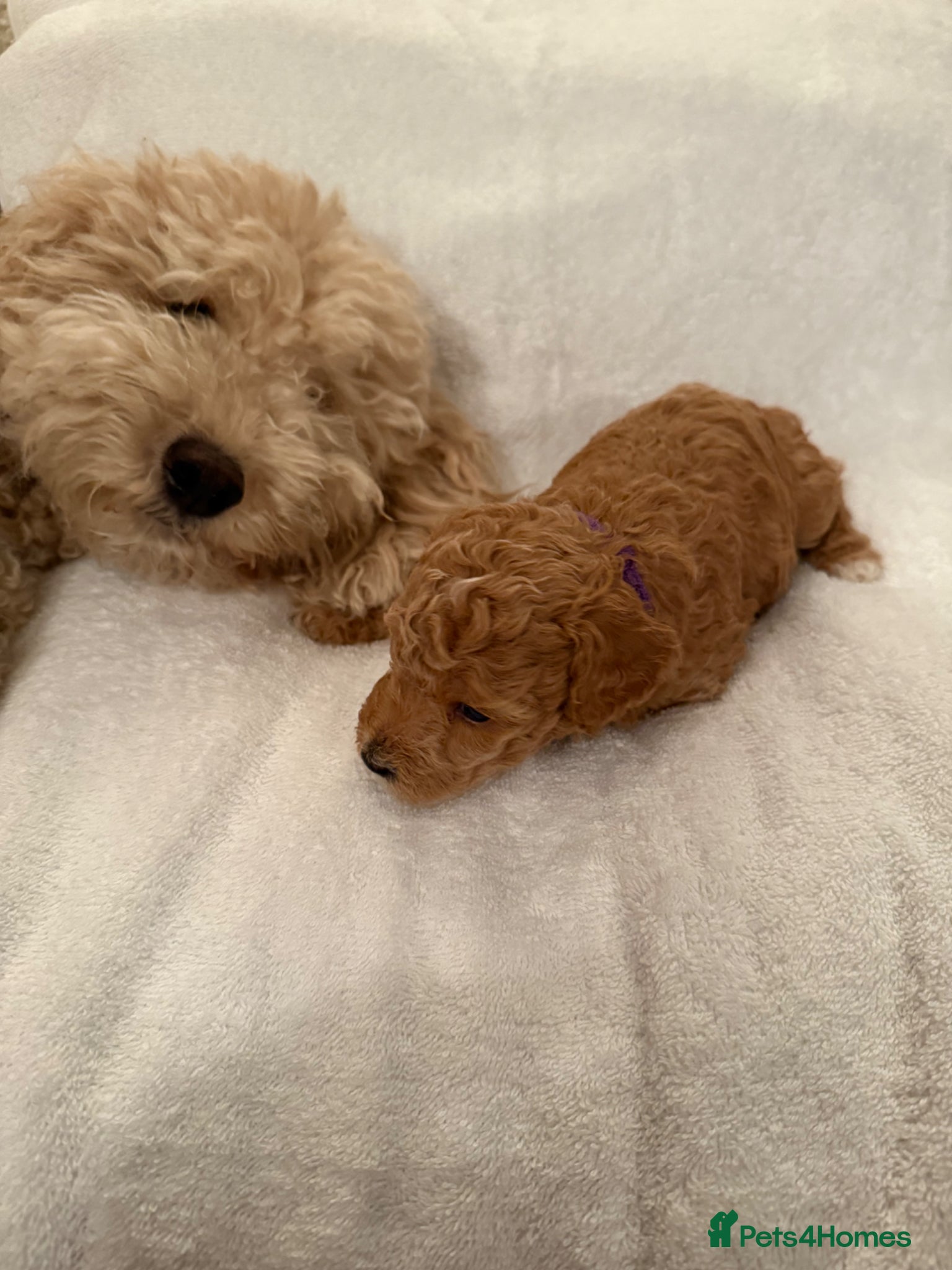 Cavapoo dogs Gorgeous Cavapoo Puppies for Sale – Ready Soon! - Advert 2