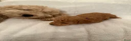 Cavapoo dogs for sale: One left - Gorgeous Cavapoo Puppies  - Advert 12