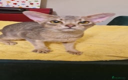 Abyssinian cats for sale: Beautiful blue boy 💙 - Image 6