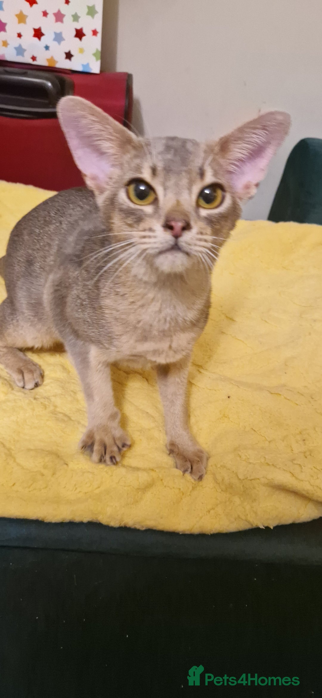 Abyssinian cats for sale: Beautiful blue boy 💙 - Image 6