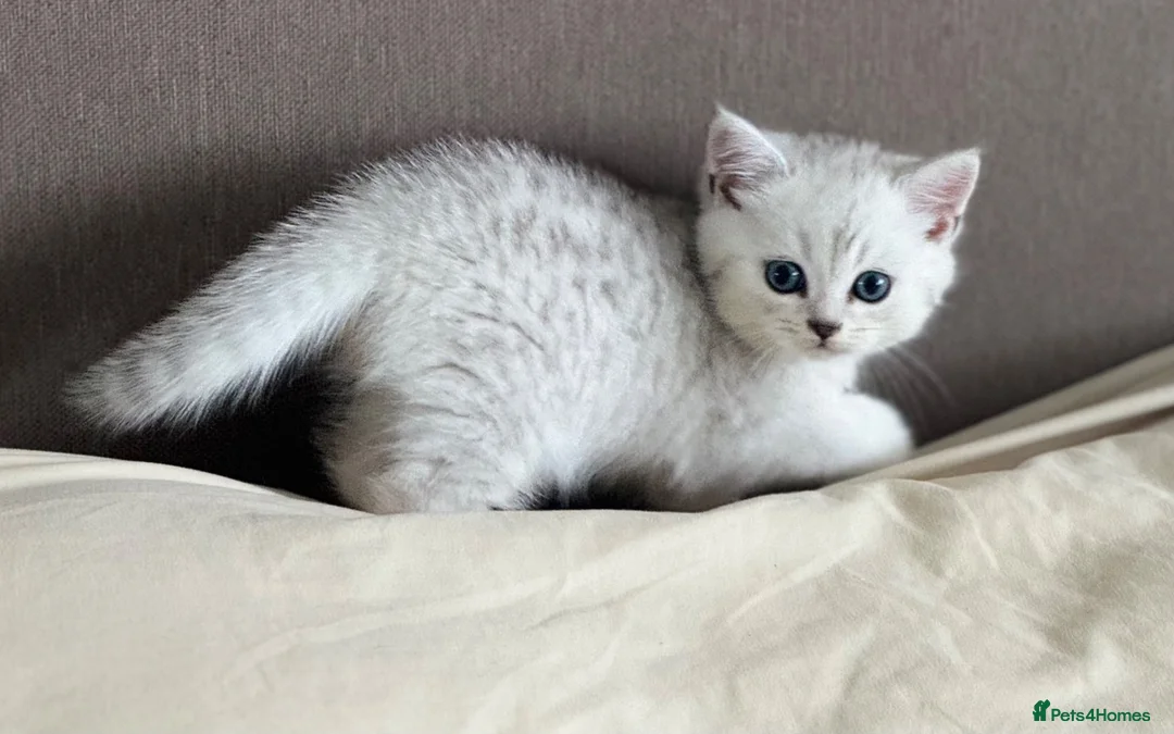 British Shorthair cats for sale: Silver GCCF British shorthairs girls - Advert 2