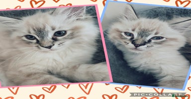 Ragdoll cats - Advert 15
