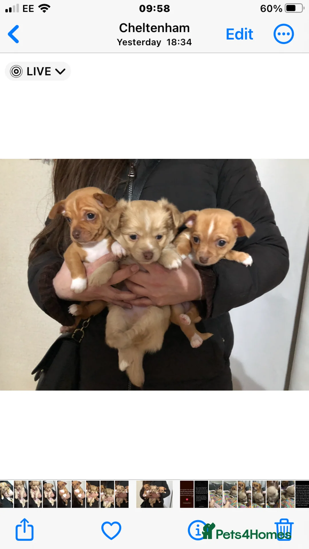 Chihuahua dogs for sale: 3 gorgeous pedigree puppies  - Advert 8