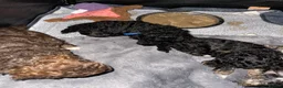 Cavapoo dogs for sale: Toy Cavapoo puppies  - Advert 20