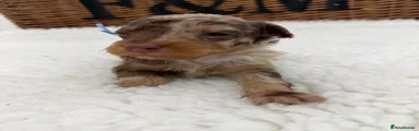 Toy Poodle 2
