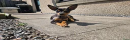 Miniature Pinscher dogs for sale: Miniature Pincher Female - Advert 5