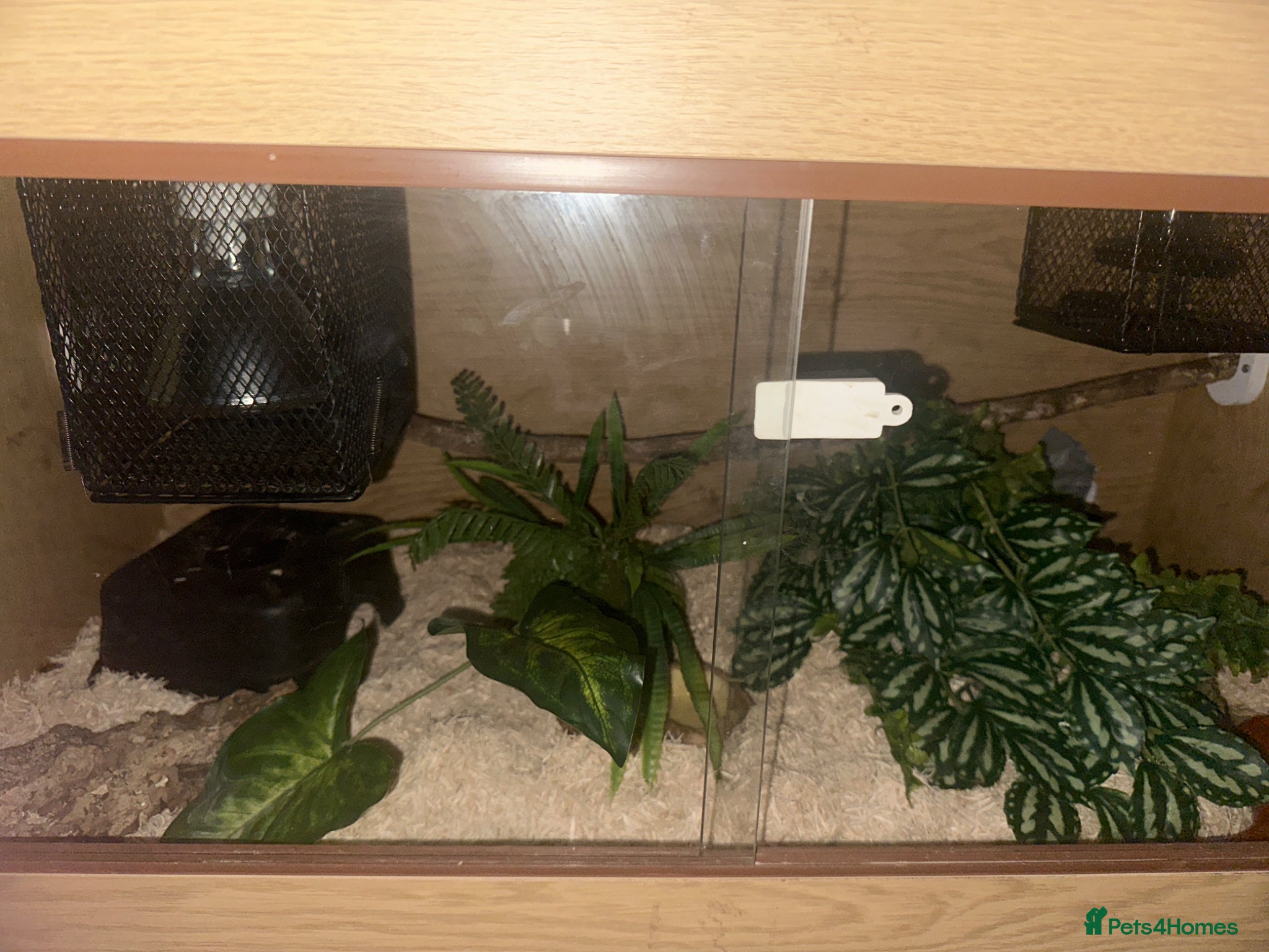 Corn Snake reptiles for sale: Corn snake for sale, including vivarium + contents in Newark - Advert 2