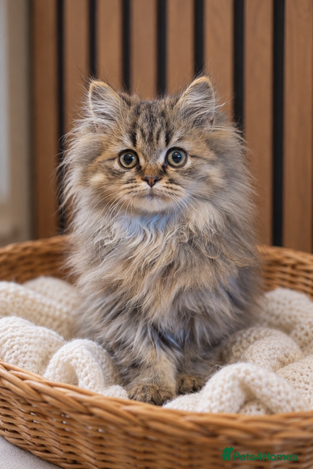 Persian cats Simba | Last of His Litter | Ready Now - Advert 1