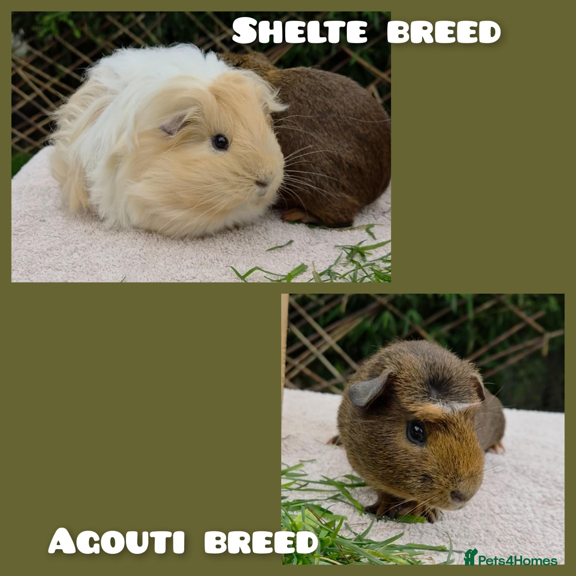 Guinea Pig rodents Bond boys ready go  - Advert 4