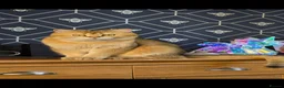 Scottish Fold cats for sale:  Beautiful Scottish fold/scottish straight litter - Advert 3