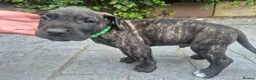 Presa Canario dogs for sale: Presa Canario Puppies ♥️  - Advert 11