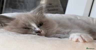 Ragdoll cats - Advert 1