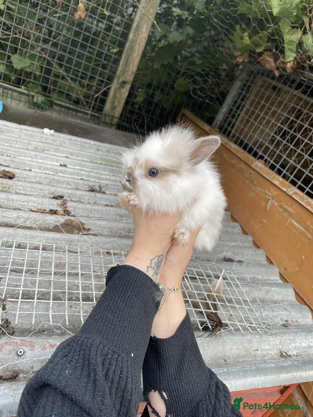 Lionhead rabbits for sale: Baby Lionhead Rabbits - Image 5