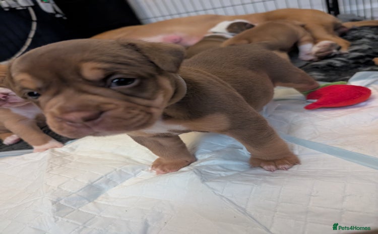Olde English Bulldogge dogs - Advert 2