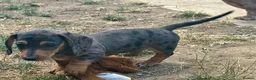 Miniature Dachshund dogs for sale: Miniature dachshunds  - Advert 5