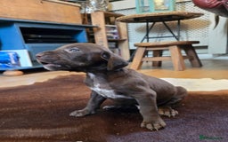 German Shorthaired Pointer dogs for sale: German shorthaired pointer Puppies  - Image 14