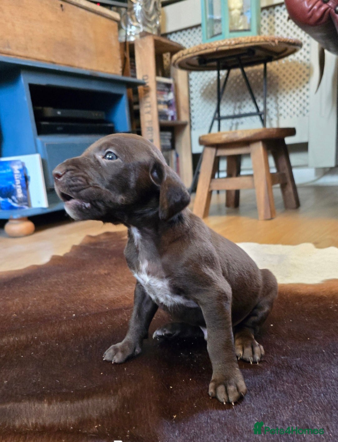 German Shorthaired Pointer dogs for sale: German shorthaired pointer Puppies  - Image 14