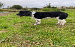 Cocker Spaniel dogs for sale: cocker spaniel girl - Image 6